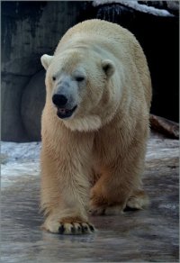 Белый Медведь, 10 апреля , Москва, id31818087